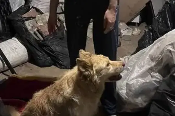 Найдена собака, Казань, фото: Найдена собака, Ноксинский Спуск, д. 5, Казань — рыжая, острые ушки