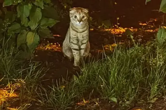 Найденные животные Ленинский, фото: Найдена кошка, Вислоухая, миниатюрная, Район Ленинский (г Самара), Буянова, д. 14Б, Самара — напугана, не идет в руки
