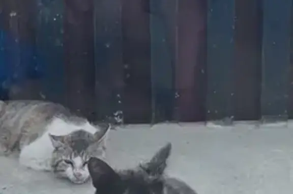Пропала кошка, Виноградная, Феодосия — одноглазая, черепаший окрас - photo