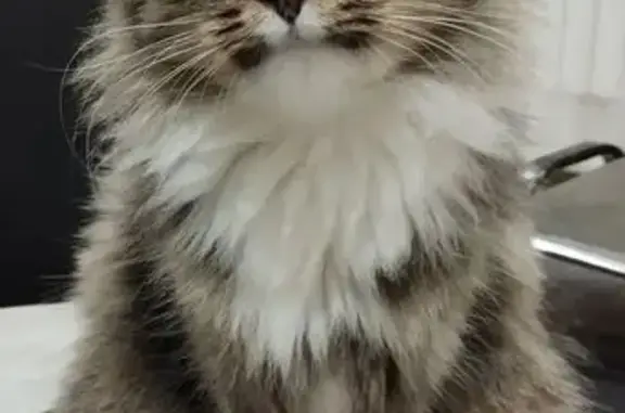 Пропала кошка, Ленина, Шахунья - photo