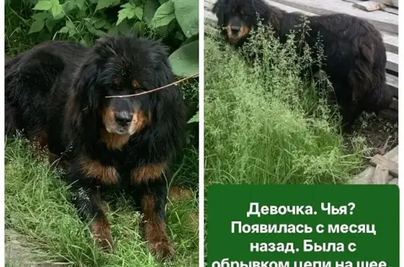 Найдена собака, Осиновка, фото: Найдена собака, Деревня Осиновка, Осиновка — девочка, с обрывком цепи на шее