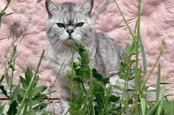Найдена кошка, Привокзальный (волоколамск), фото: Найдена кошка, Тула, Ленина, д. 120 — серебристый окрас, похожа на британца или шотландку