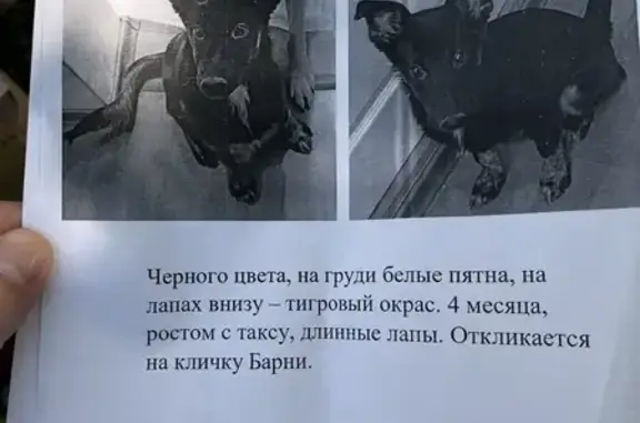 Пропала собака, Иркутск, Маршала Жукова, д. 13е — чёрная, 4 месяца, ростом с таксу - photo