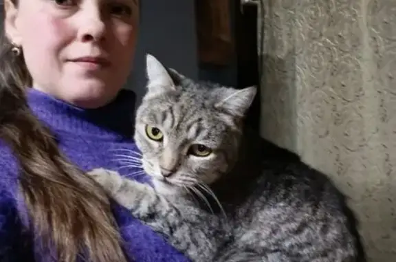 Пропала кошка, Нижний Тагил, Рудничная, д. 29 — полосатый светло-серый кот, кастрирован - photo