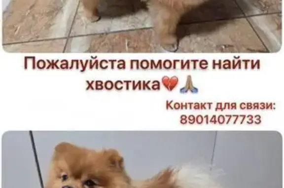 Пропала собака, р-н Новое Измайлово, СНТ Металлург-1, Балашиха — кобель, 2 года, кличка Яша - photo
