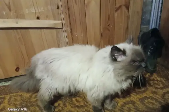 Найденные животные Верхняя Пышма, фото: Найдена кошка, Петрова, Верхняя Пышма — невско-маскарадная