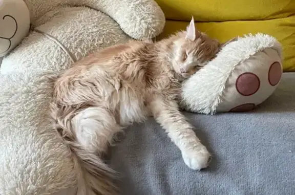 Пропала кошка, Риммы Юровской, д. 7, Киров — выбрит живот - photo