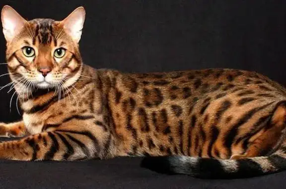 Объявления о пропавших и найденных животных, Барнаул, фото: Пропала кошка, Барнаул, Братский, д. 1 — бенгальский