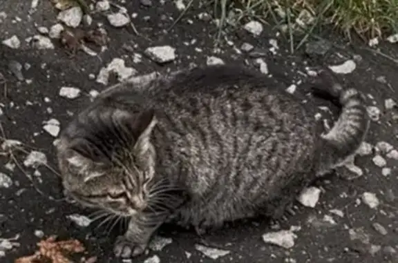 Найдена кошка, Йошкар-Ола, фото: Найдена кошка, Йошкар-Ола, Прохорова, д. 14Б — полосатая коричневая, с ошейником