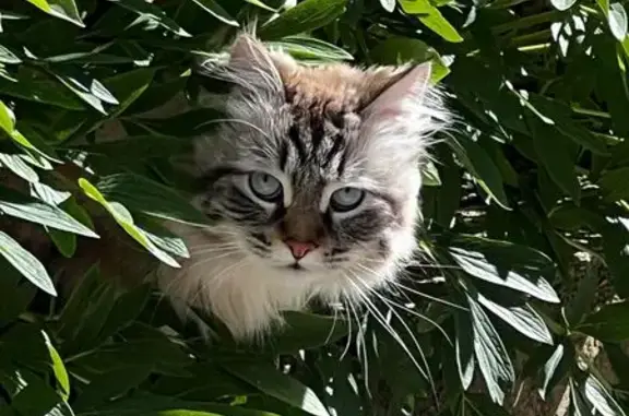 Пропала кошка, Симферополь, Оленчука, д. 67 — белая с тёмно-серой спиной, пушистый хвост - photo