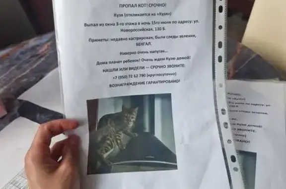 Пропала кошка, Район Ленинский (г Челябинск), Новороссийская, д. 130Б, Челябинск — бенгал, крупные чёрные розетки - photo