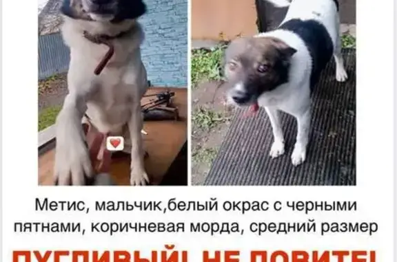 Пропала собака, Люберцы — Байкал вывезен в неизвестном направлении - photo