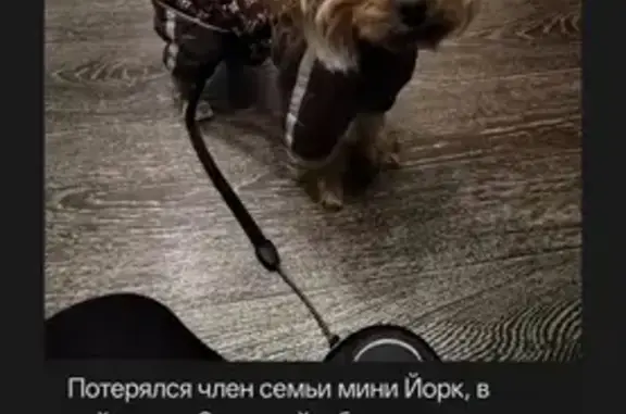 Пропала собака, Ачинск — йорк мини, кличка Чапик-Чапа, клеймо KKU 2459 - photo