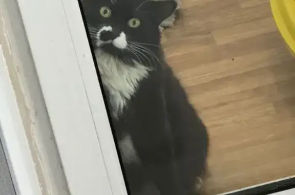Найдена кошка, Калининград, фото: Найдена кошка, Калининград, Московский — ласковая, приучена к лотку