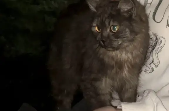 Найдена кошка, Волгоград, фото: Найдена кошка, Район Тракторозаводский (г Волгоград), им. Батова, д. 6, Волгоград — серая маленькая кошечка, короткие лапки