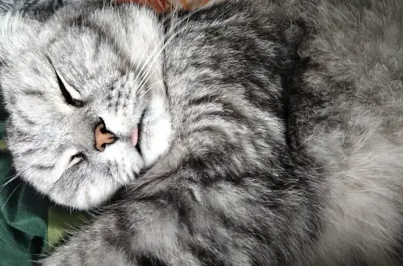 Пропала кошка, Домодедово, Лунная, Жуково — светло-серый в чёрную полоску, уши слегка загнуты - photo