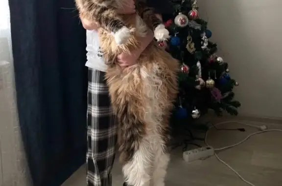 Пропала кошка, Ханты-Мансийск — мейн-кун, 6,5 лет, трусливая - photo
