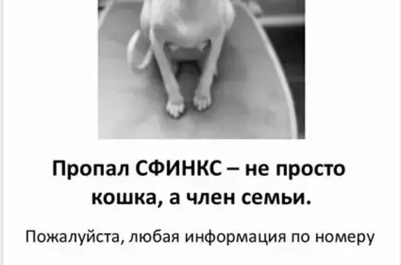 Пропала кошка, Село Нежинка, Есенина, Нежинка — домашняя, пугливая - photo