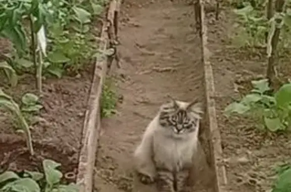 Пропала кошка, Деревня Назарово, Заречная, д. 38, Назарово — серо-белая шерстка, голубые глазки - photo