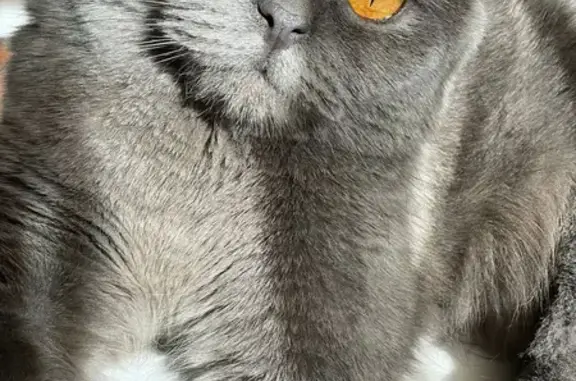 Пропала кошка, Красноярск, Ладо Кецховели, д. 71А — британец, серого окраса, крупная - photo