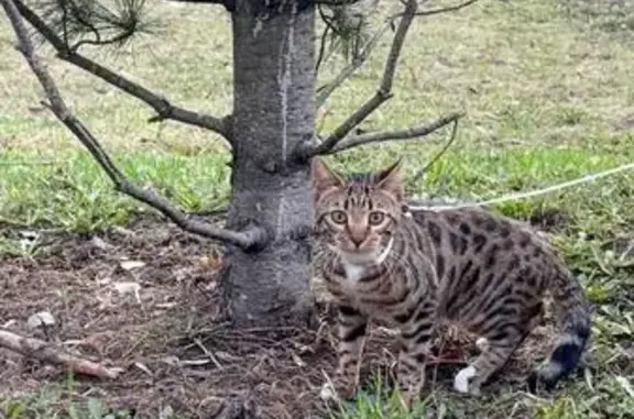 Пропала кошка, Реутов, Победы, д. 17 — бенгальская кошка с белым воротничком - photo