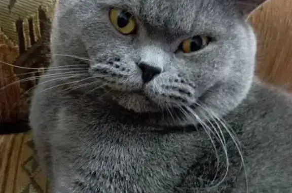 Пропала кошка, Улан-Удэ — пепельная, трусливая, с кисточками на ушах - photo