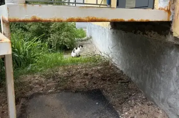 Найдена кошка, Владимир, фото: Найдена кошка, Ленина, д. 51, Владимир
