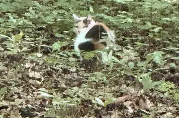 Найдена кошка, Калининград, фото: Найдена кошка, Район Ленинградский (г Калининград), Парковая аллея, д. 99, Калининград — белая с чёрными и рыжими пятнами