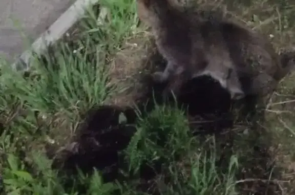 Найдена кошка, Уфа, фото: Найдена кошка, Уфа — плачет, ищет глазами хозяина
