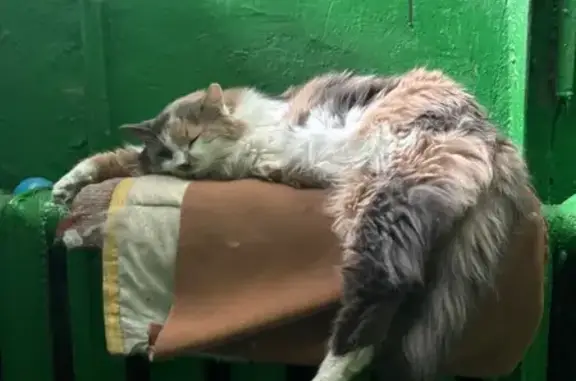 Пропала кошка, Королева, д. 6, Сызрань — очень пушистая, серо-рыже-белая, на правом ушке небольшой кусок отгрызан - photo