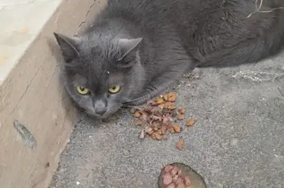 Найдена кошка, Краснооктябрьский, фото: Найдена кошка, Район Краснооктябрьский (г Волгоград), им. Германа Титова, д. 52, Краснооктябрьский — серый, у подъезда