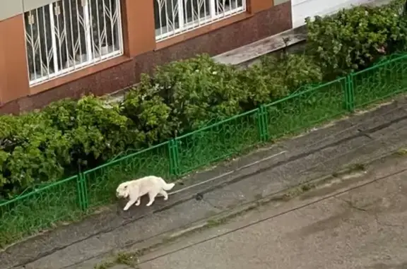 Найдена собака, Чебоксары, фото: Найдена собака, Чебоксары, Энтузиастов — бежит одна с поводком