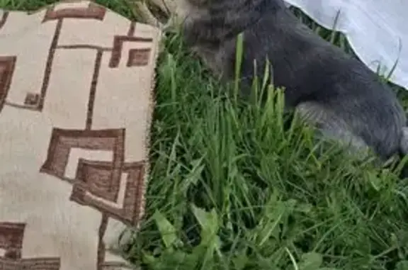 Пропала собака, Екатеринбург, Авиаторов, д. 10, Октябрьский — добродушный пёс, испугался и побежал в сторону промзоны - photo