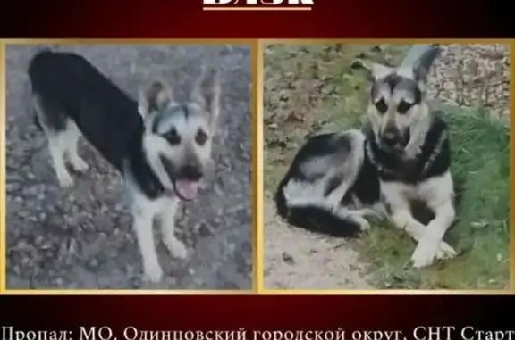 Пропала собака, Одинцовский городской округ, СНТ Старт, Одинцово — кличка Блэк, пугливая - photo