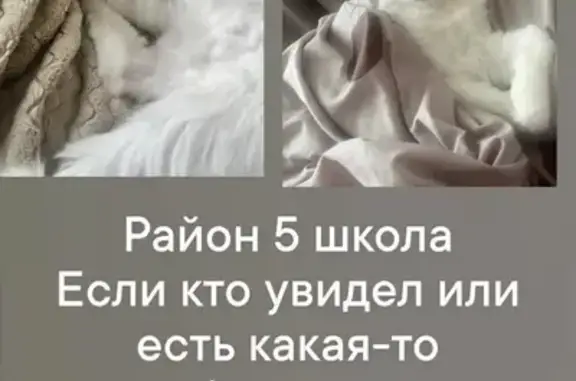 Пропала кошка, Муравленко, Пионерская, д. 45, Муравленко — белая, откликается на «Снежа» - photo