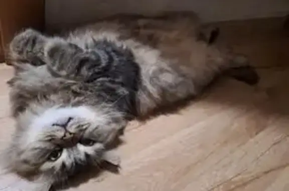 Пропала кошка, Село Засечное, Семейная, д. 10, Засечное — домашний - photo