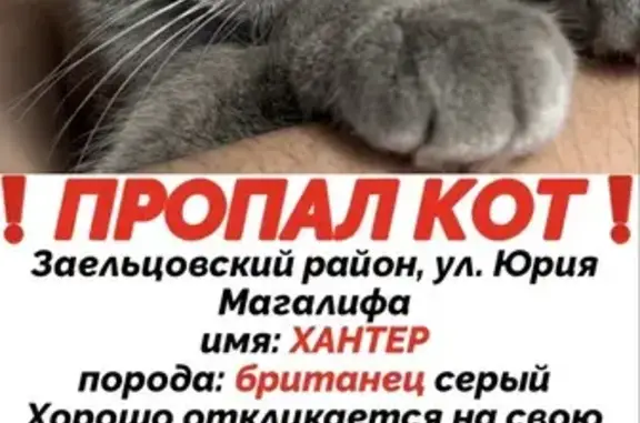 Пропала кошка, Новосибирск, Юрия Магалифа, д. 8 — крупный британец, серый, оранжевые глаза - photo