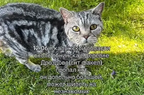 Пропала кошка, Территория снт Факел (г Калуга), Факел-2 Дт — британец, возможно у кого-то - photo