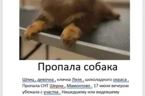 Пропала собака, Село Мамонтово (г Ногинск), Мамонтово — маленькая, шоколадного окраса с подпалом - photo