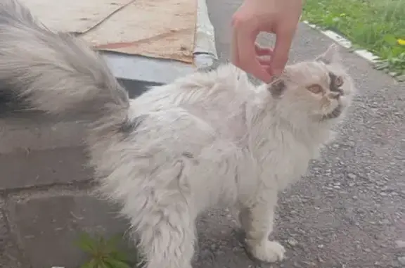 Найдена кошка, Октябрьский район, фото: Найдена кошка, Набережная р. Уфы, д. 13, Октябрьский район — персидская, немая
