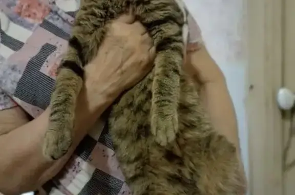 Найдена кошка, Владимир, фото: Найдена кошка, Северная, д. 32, Владимир — очень контактная, молодая