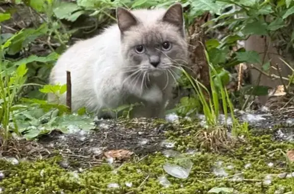 Найдена кошка, Гатчина, фото: Найдена кошка, Достоевского, Гатчина — в красной шлейке, голубые глаза