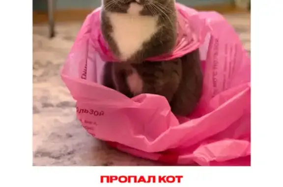 Пропал кот, Вологда, Ярославская, д. 27, Вологда — британский кот, пугливый - photo