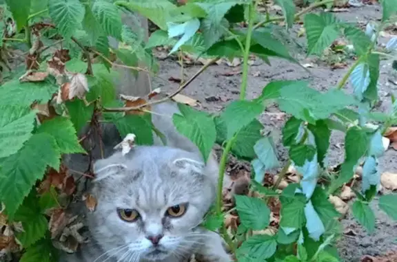 Пропала кошка, Калач, 9 Января, д. 37, Калач — вислоухий серый котик - photo