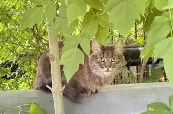 Найдена кошка, Привокзальный (волоколамск), фото: Найдена кошка, Тула, Калужское, д. 13, Привокзальный (волоколамск) — уже неделю сидит на одном месте
