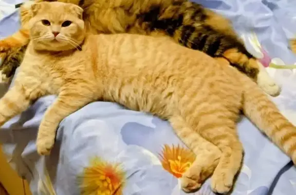 Пропала кошка, Глазов — вислоухий, рыжий - photo