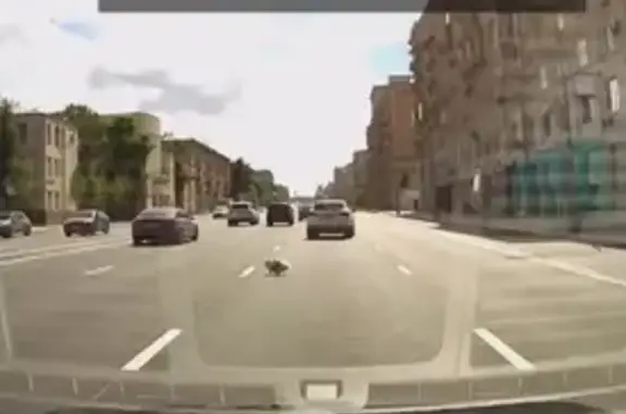Найдена собака, Донской, фото: Найдена собака, Москва, Ленинский, д. 12 — похожа на шпица в платье
