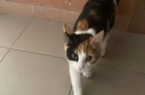 Найдена кошка, Калининград, фото: Найдена кошка, Суздальская, Калининград — домашняя, очень ласковая
