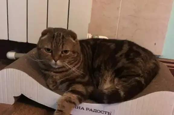 Пропала кошка, Поселок Горячий Ключ, Луговая, д. 12, Горячий Ключ — котик выходит гулять на улицу - photo