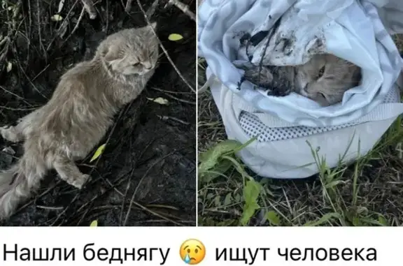 Найдена кошка, Троицк, фото: Найдена кошка, Район Троицк, 4-й Кленовый, д. 1, Троицк — серый окрас